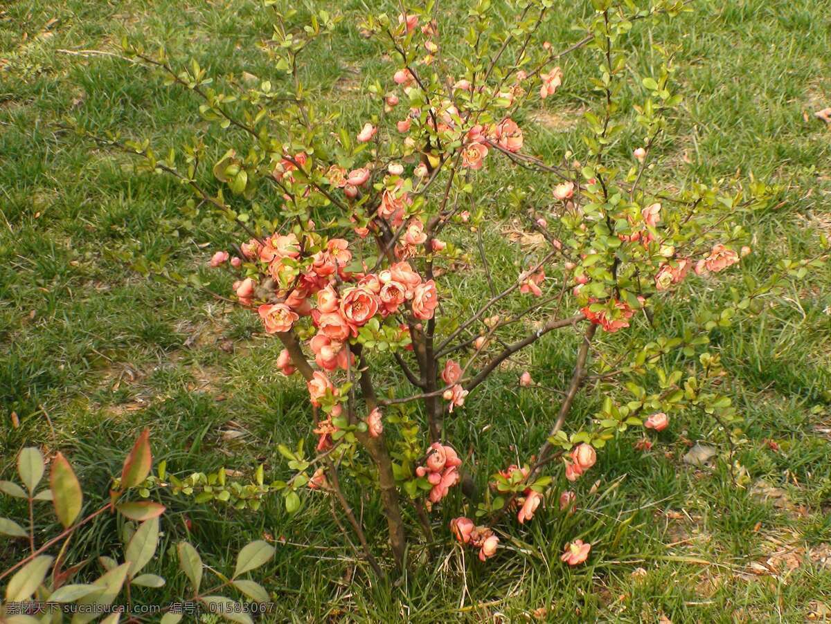不知名的花 不知名 花 花朵 花卉 黄色
