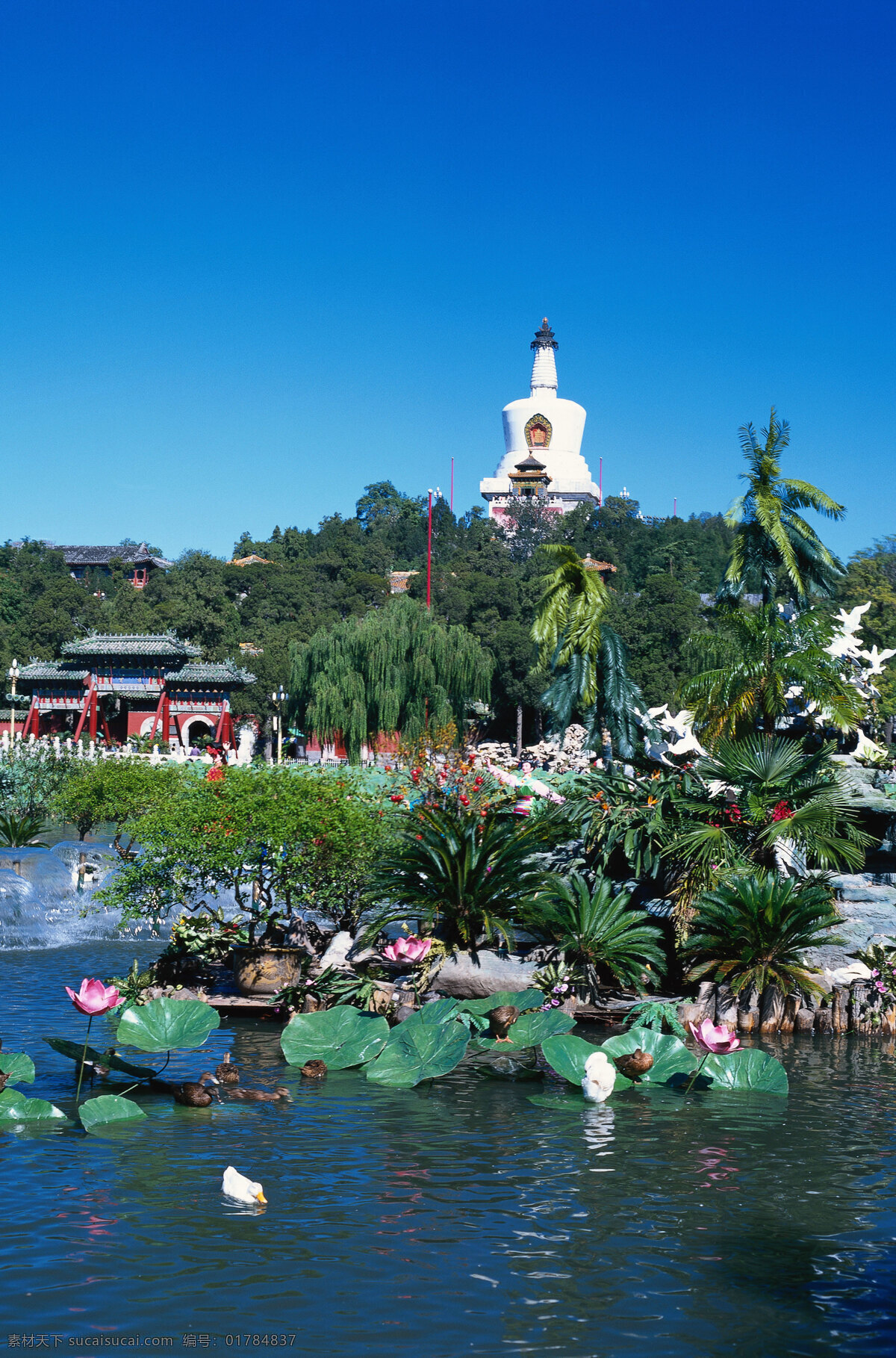 风景 荷花 湖 蓝天 绿树 生活 旅游餐饮