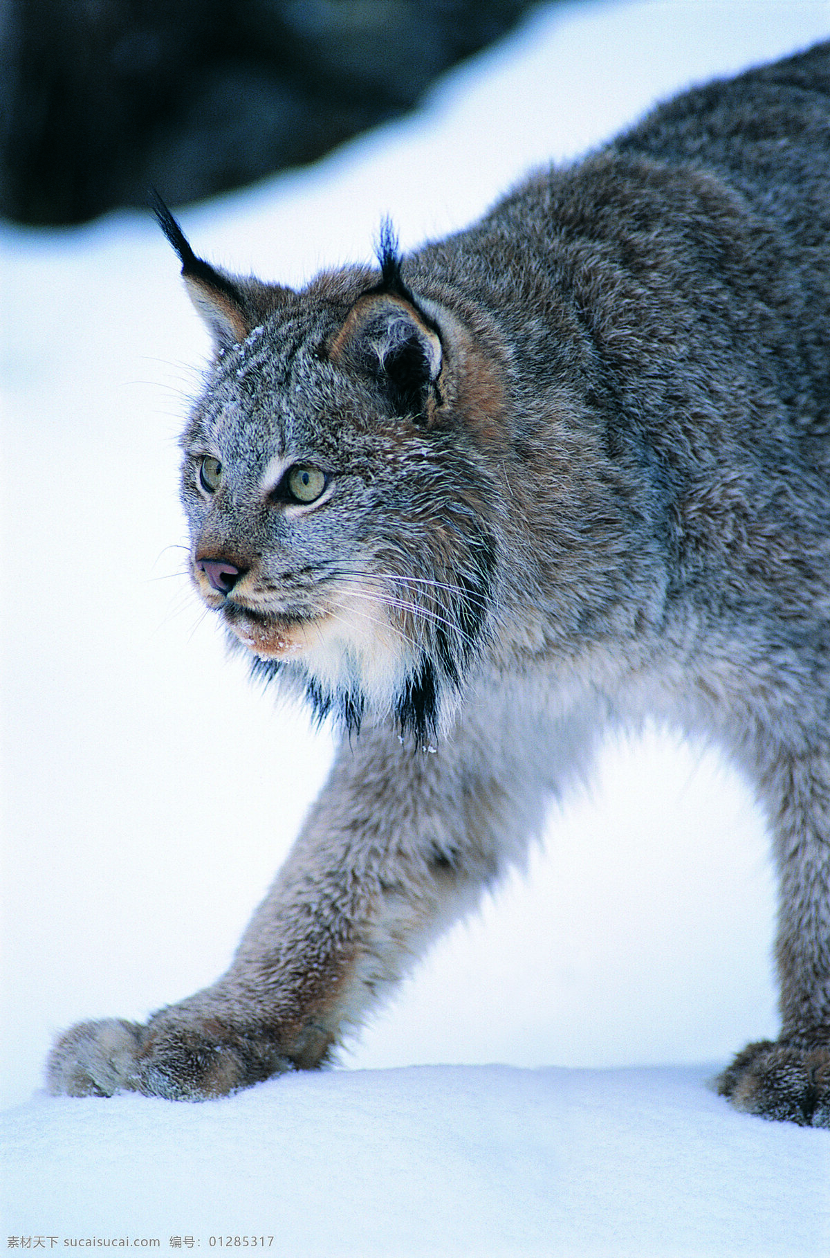 雪地 上 野猫 野生动物 动物世界 哺乳动物 摄影图 猫咪图片 生物世界