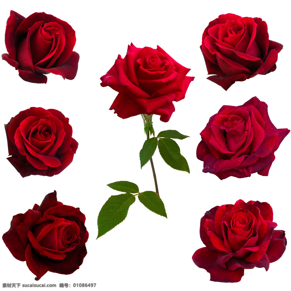 红色玫瑰花 玫瑰花图片 一束玫瑰花 玫瑰花素材 高清玫瑰花 餐饮美食 传统美食