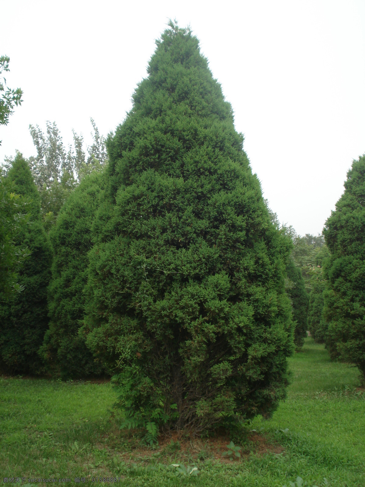 公园 公园风景 绿草地 绿色 绿树 生物世界 树木树叶 小松树 自然风景 生态花园 田园风光 自然景观