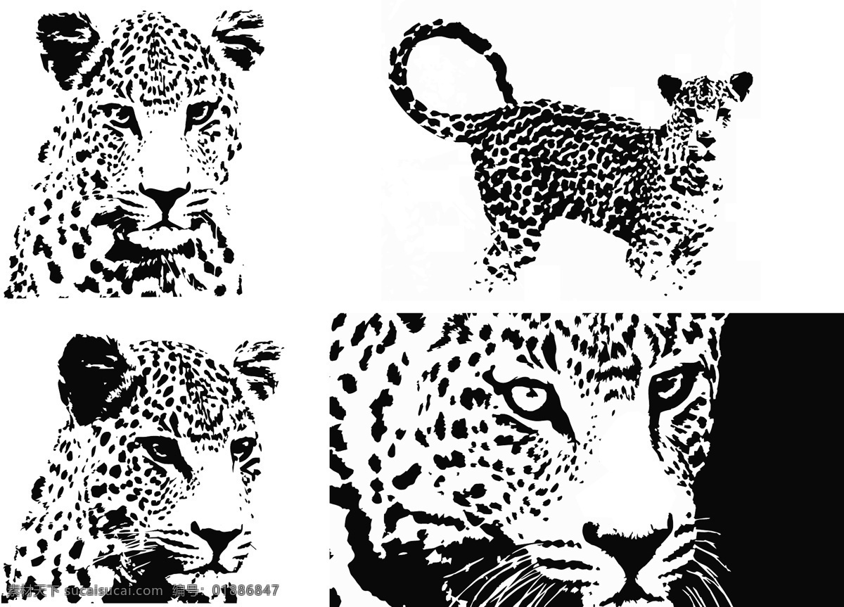 豹头 豹子 豹子剪影 豹 动物 动物剪影 剪影 哺乳动物 黑白画 生猛动物 凶猛动物 猎豹 山豹 美洲豹 雪豹 豹子头 黑豹 野生动物 生物世界 矢量
