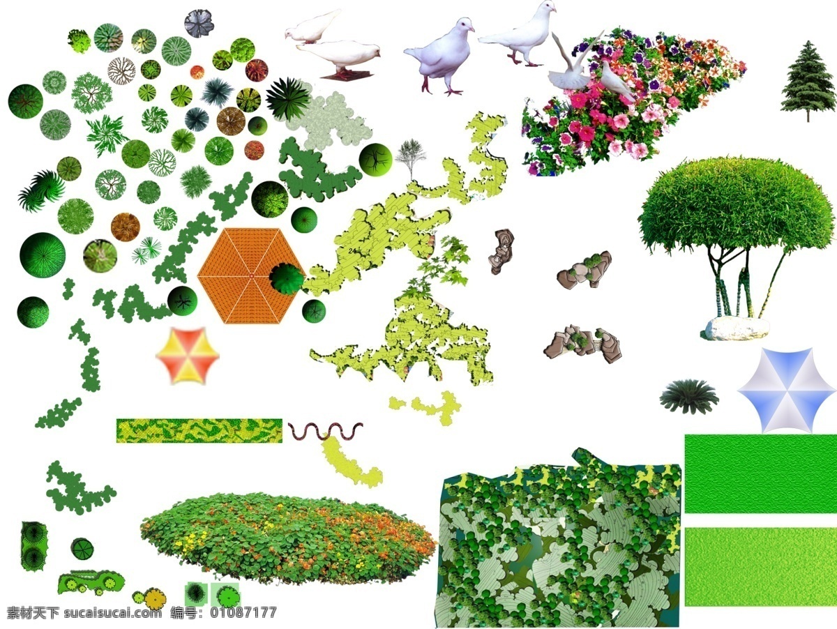 园林平面 园林 园林植物 植物 景观植物 乔木 植物素材 树木 鸽子 白色