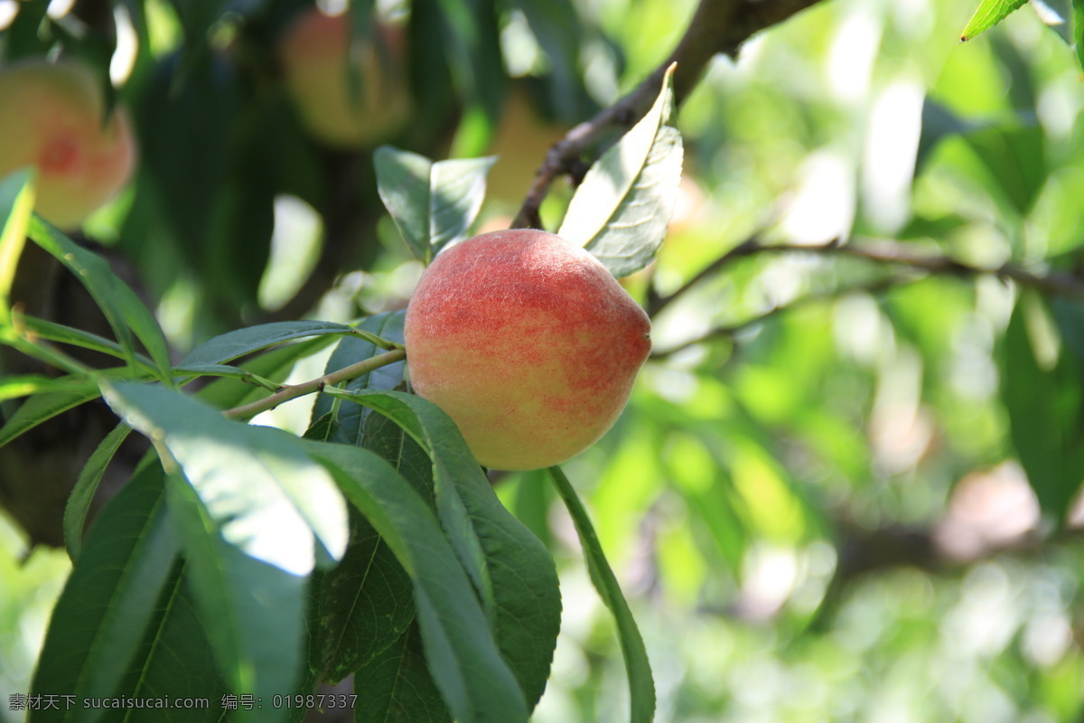 水蜜桃 成熟的桃子 美味 新鲜 桃树 果实 水果 绿叶 阳光 生物世界 绿色