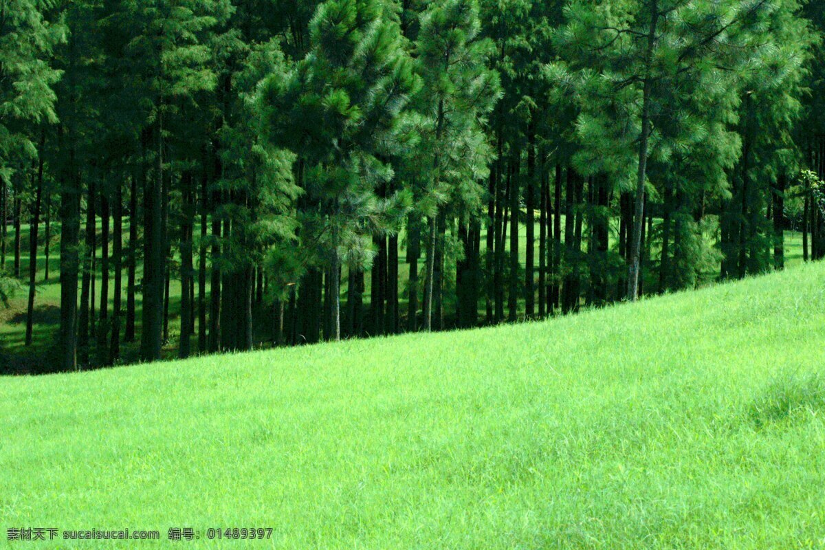 松林草场 密密 松树林 青青 草坡 绿意 葱茏 自然风景 旅游摄影