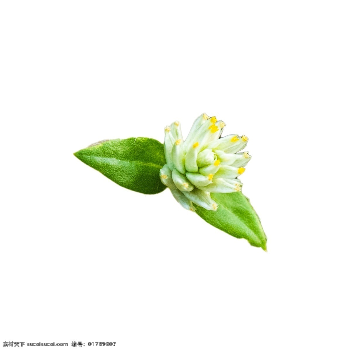 美丽 春天 鲜花 美丽花朵 鲜花装饰 春天鲜花 卡通插图 创意卡通下载 插图 png图下载