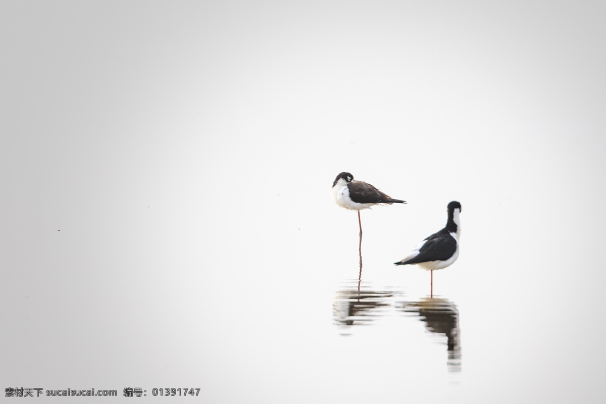 小鸟 鸟 雀 鸟类 海鸟 飞翔 展翅 蓝天 白云 生物世界