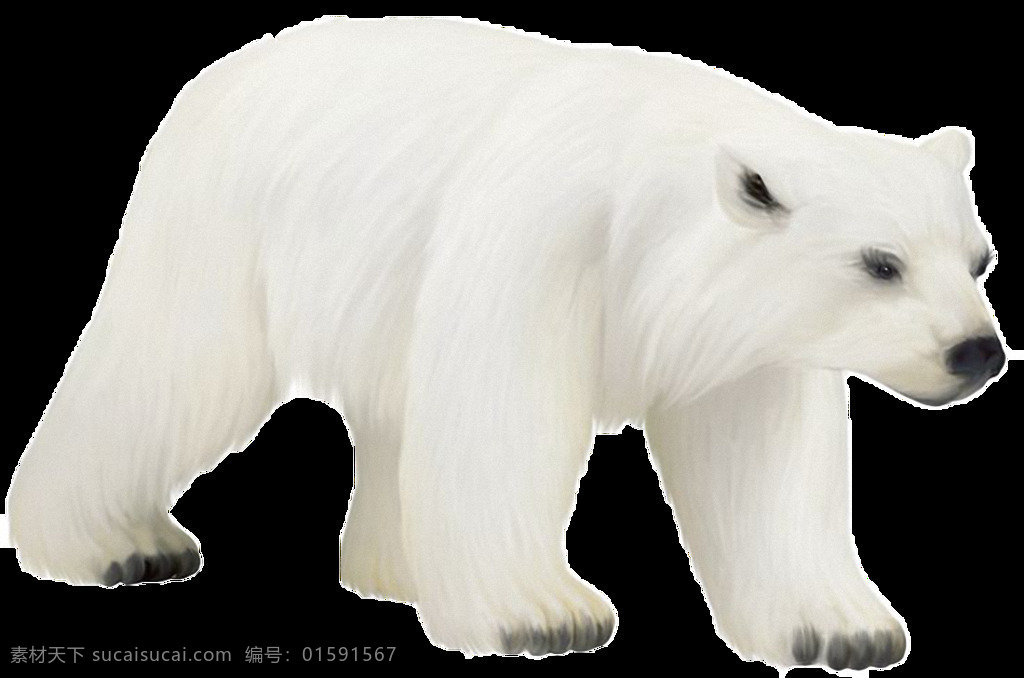 走路 北极熊 免 抠 透明 走路的北极熊 可爱 照片 白色北极熊 大北极熊 北极熊素材 广告