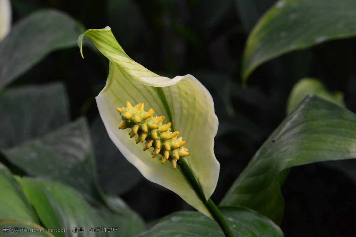 白鹤芋 苞叶 白掌 苞叶芋 花卉 花儿 花草 植物 园林绿化 绿化景观 花朵 红掌粉掌 生物世界