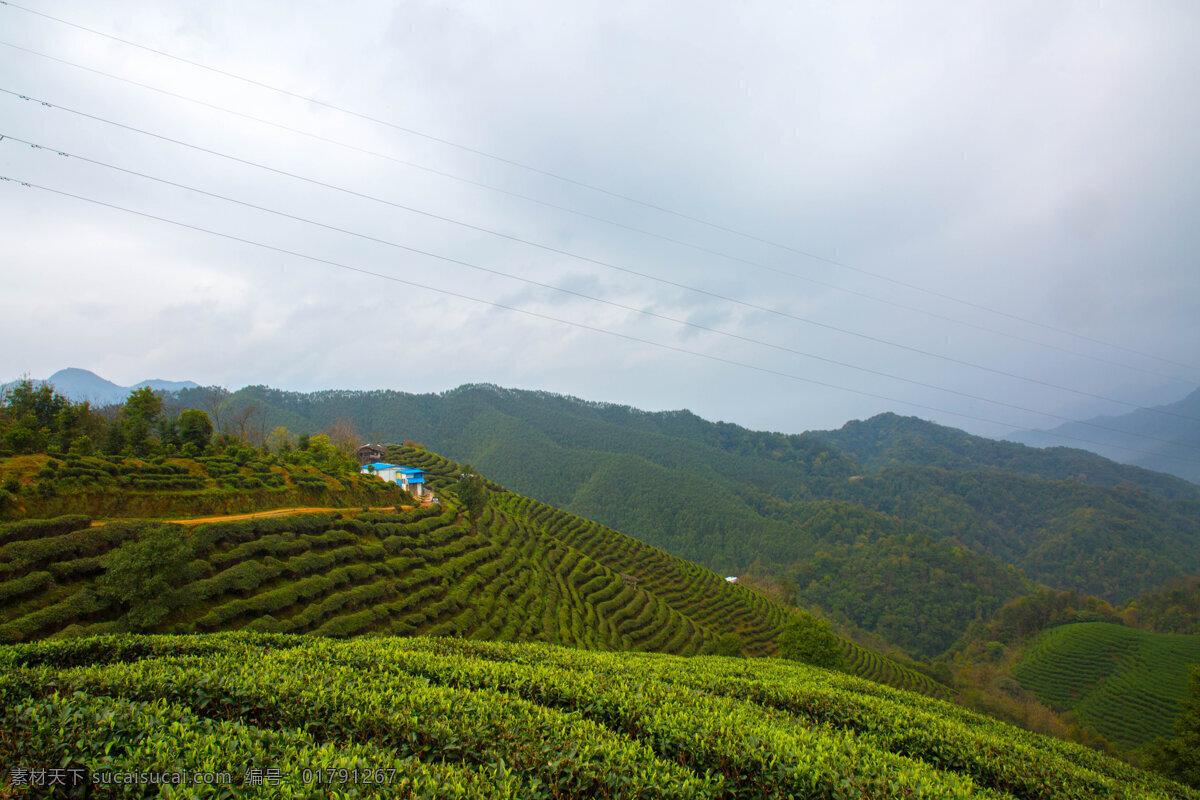 茶山 茶园 近景 远景 全景 高山 摄影素材 自然景观 山水风景