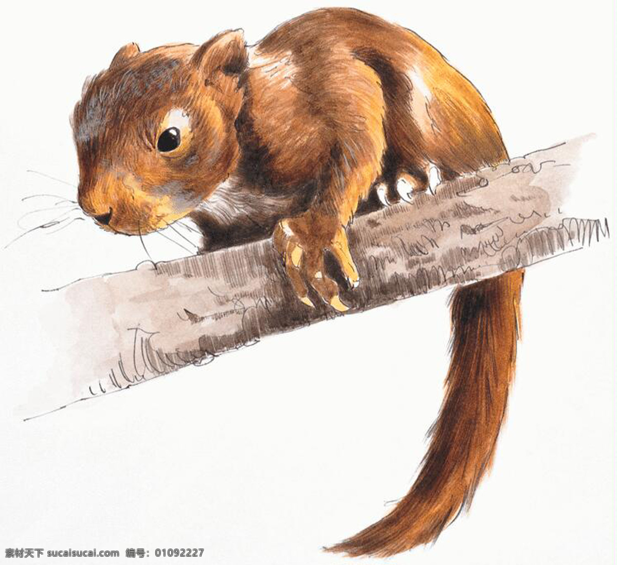 松鼠 动物插图02 设计素材 其它动物 动物插图 书画美术 白色