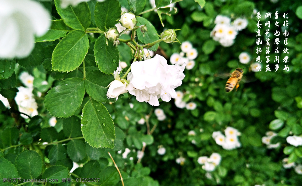 夏蔷薇 雨后 夏 蔷薇花 蜜蜂 绿色 背景 生物世界 花草