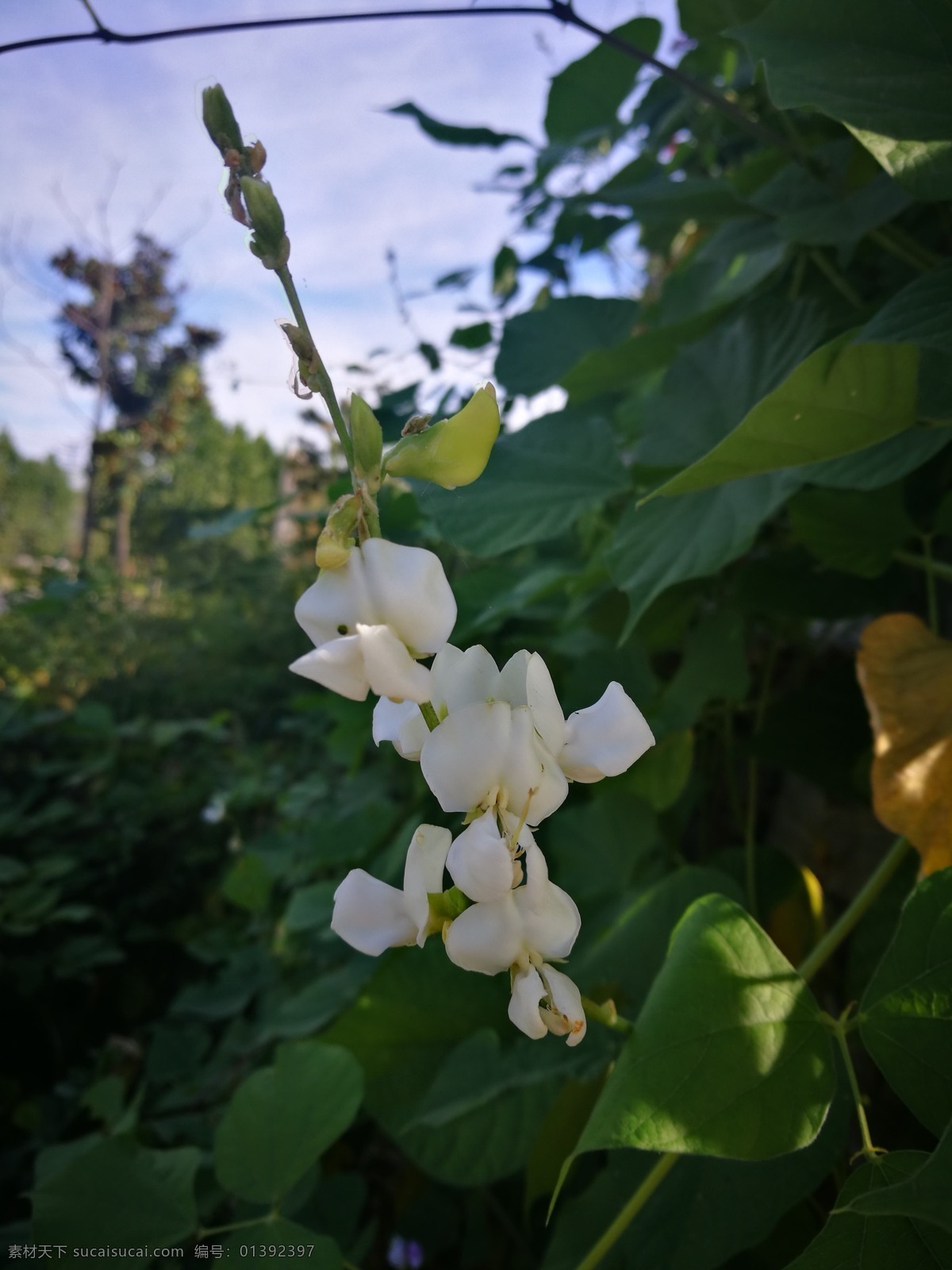 豆角花 白色 长 豆角 鲜花 盛开