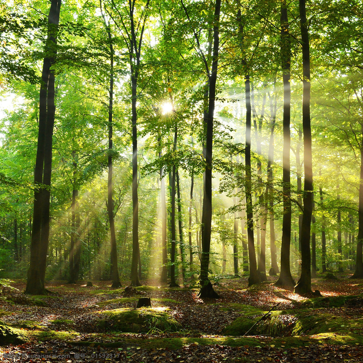 光阳森林 阳光 大自然 阳光树林 阳光穿透 唯美 穿透 树林 森林 草地 小路 公园 树木 光线照射 自然景观 自然风景