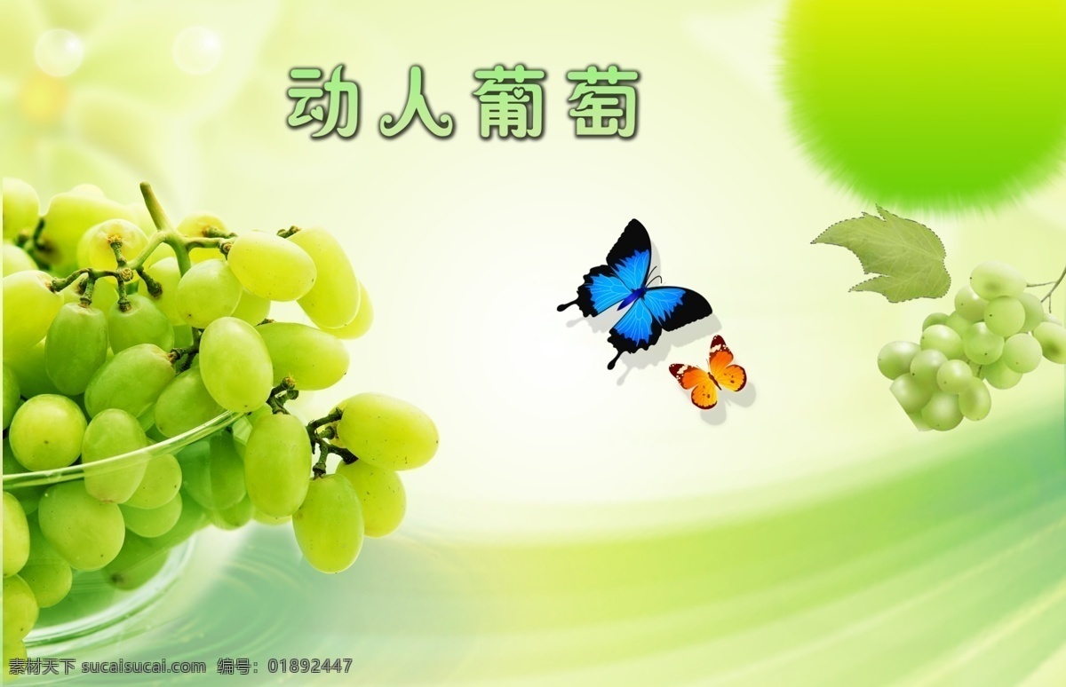 动人 葡萄 光晕 蝴蝶 露珠 飘带 葡萄叶 星光 动人葡萄 psd源文件