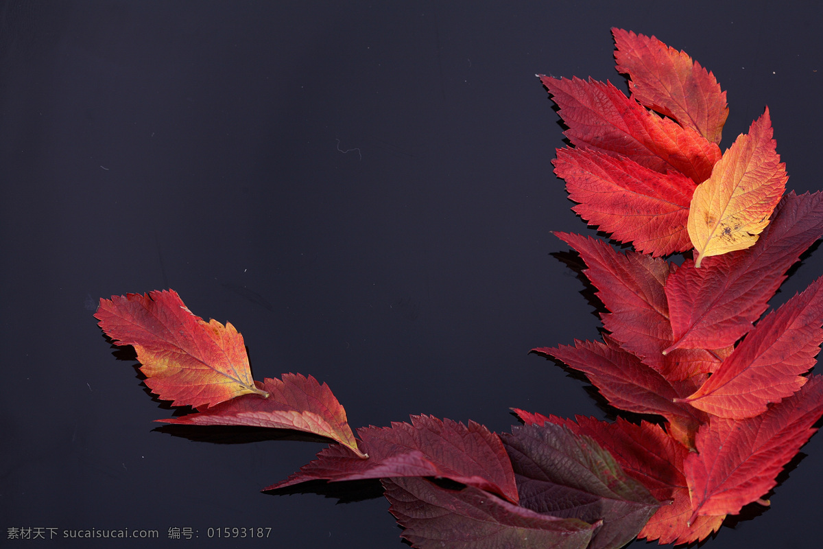黑色 背景 上 红叶 枫叶 秋天落叶 叶子 叶片 秋天主题 美丽自然风景 花草树木 生物世界