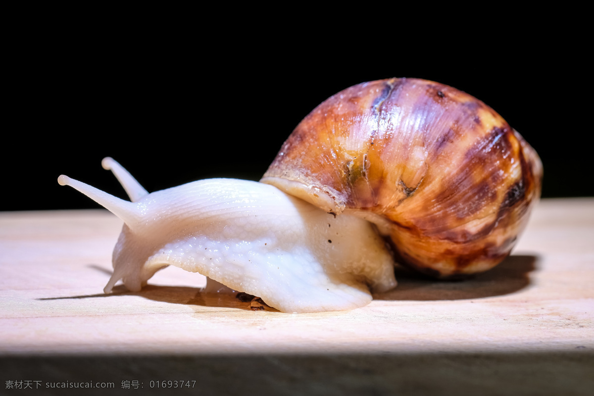 白玉蜗牛 白玉 蜗牛 特写 爬行 软体 动物 壳 微距 无人 爬 缓慢 生物世界 野生动物