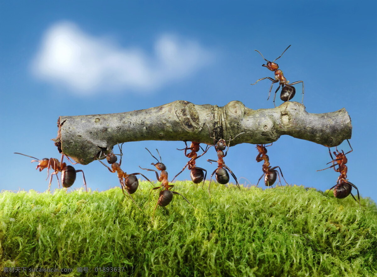 蚂蚁搬运工 搬运 蚂蚁搬运 工蚁 搬运工 蚂蚁搬家 蚂蚁 搬家 树干 枝干 草地 青草 小草 草坪 草丛 昆虫 动物 生物世界 虫子