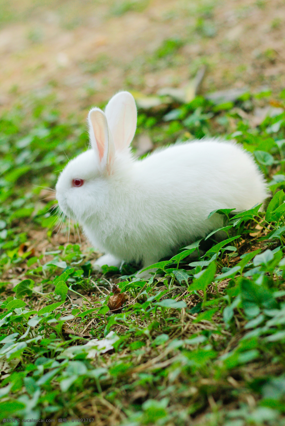 小白兔 大白 小免子 草地 兔子 生物世界 家禽家畜