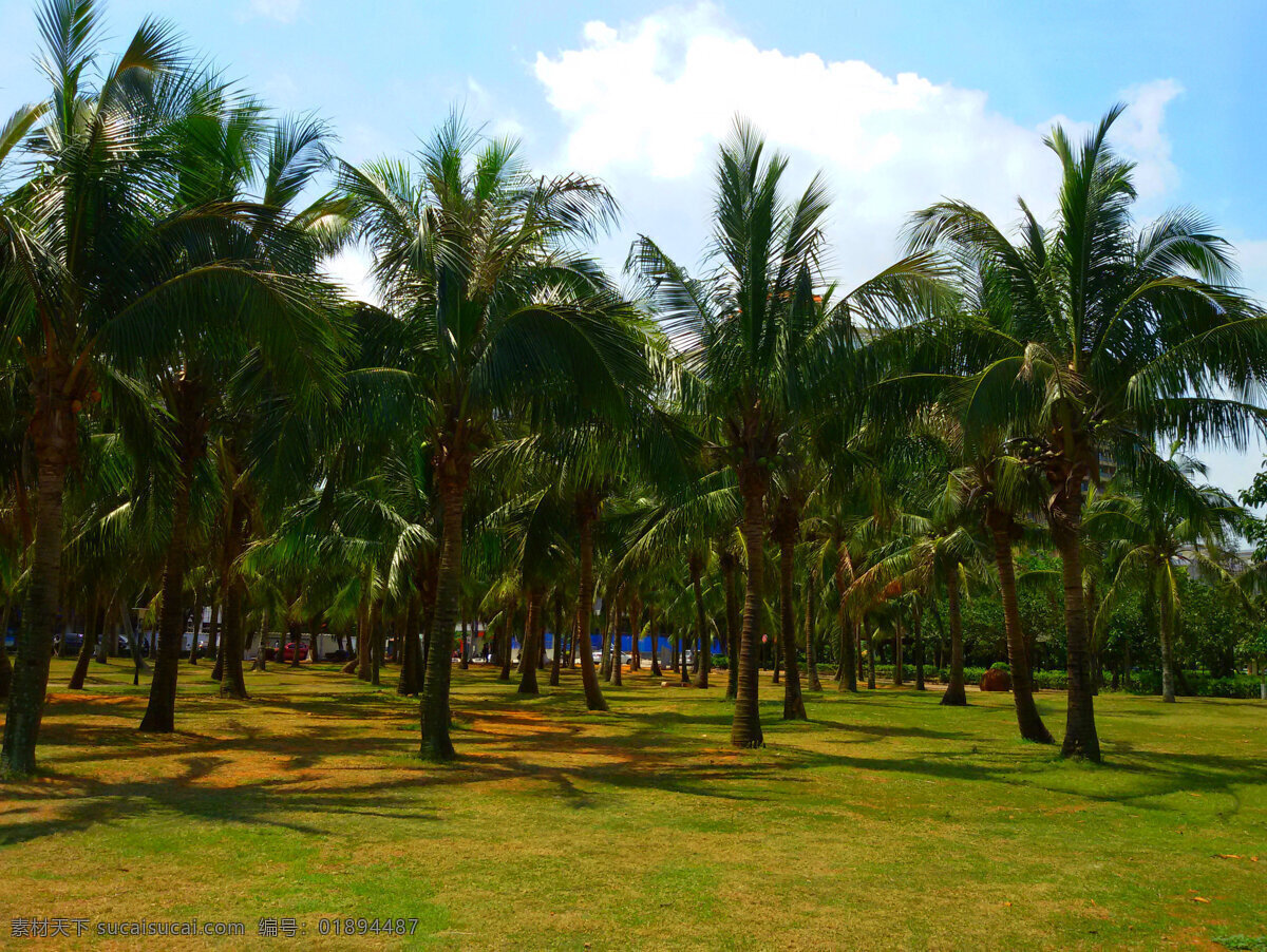 椰树林 园林景观 景观园林 景观设计 蓝天白云 海南风景 椰树 草坪 自然风景 自然景观