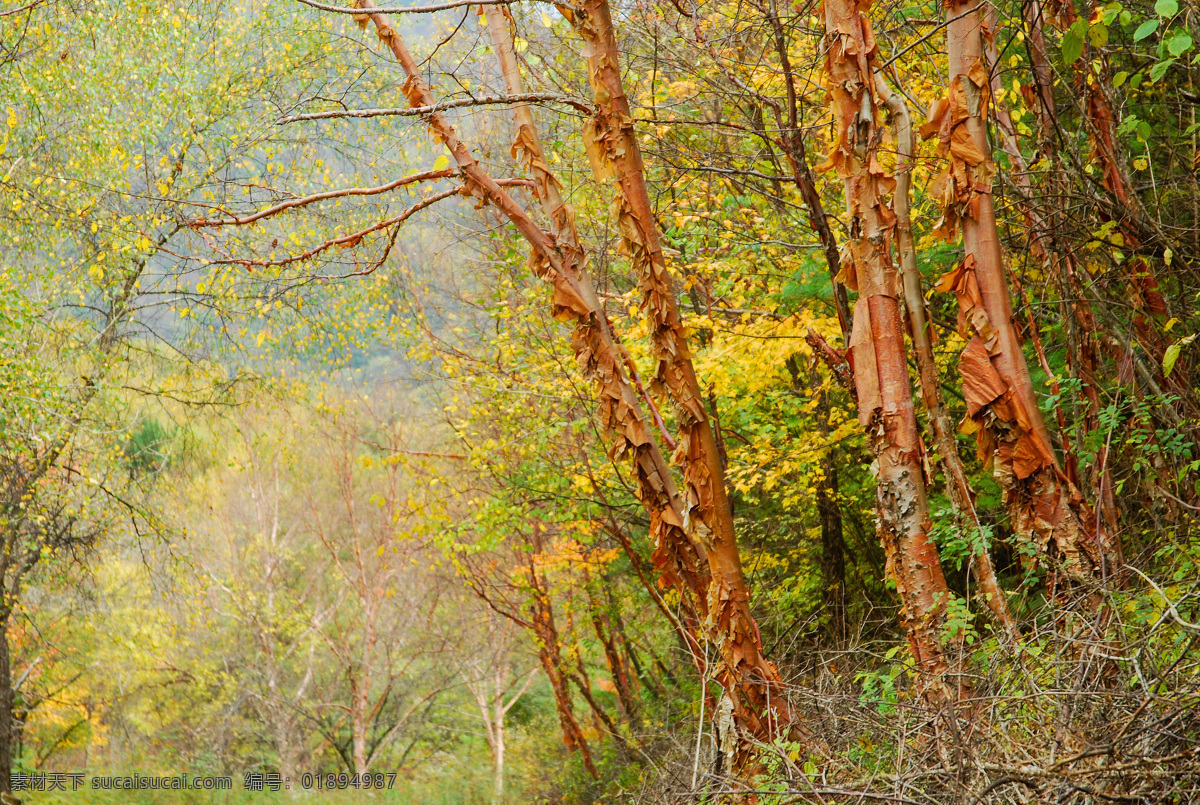 秋的色彩 旅游 陕西 宝鸡 秦岭 秋天 桦树林 旅游摄影 自然风景