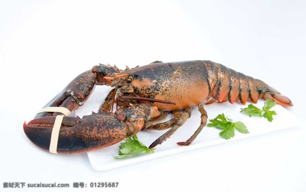 龙虾图片 龙虾 海鲜 深海龙虾 澳洲龙虾 加拿大龙虾 波士顿龙虾 节肢动物门 餐饮美食 传统美食