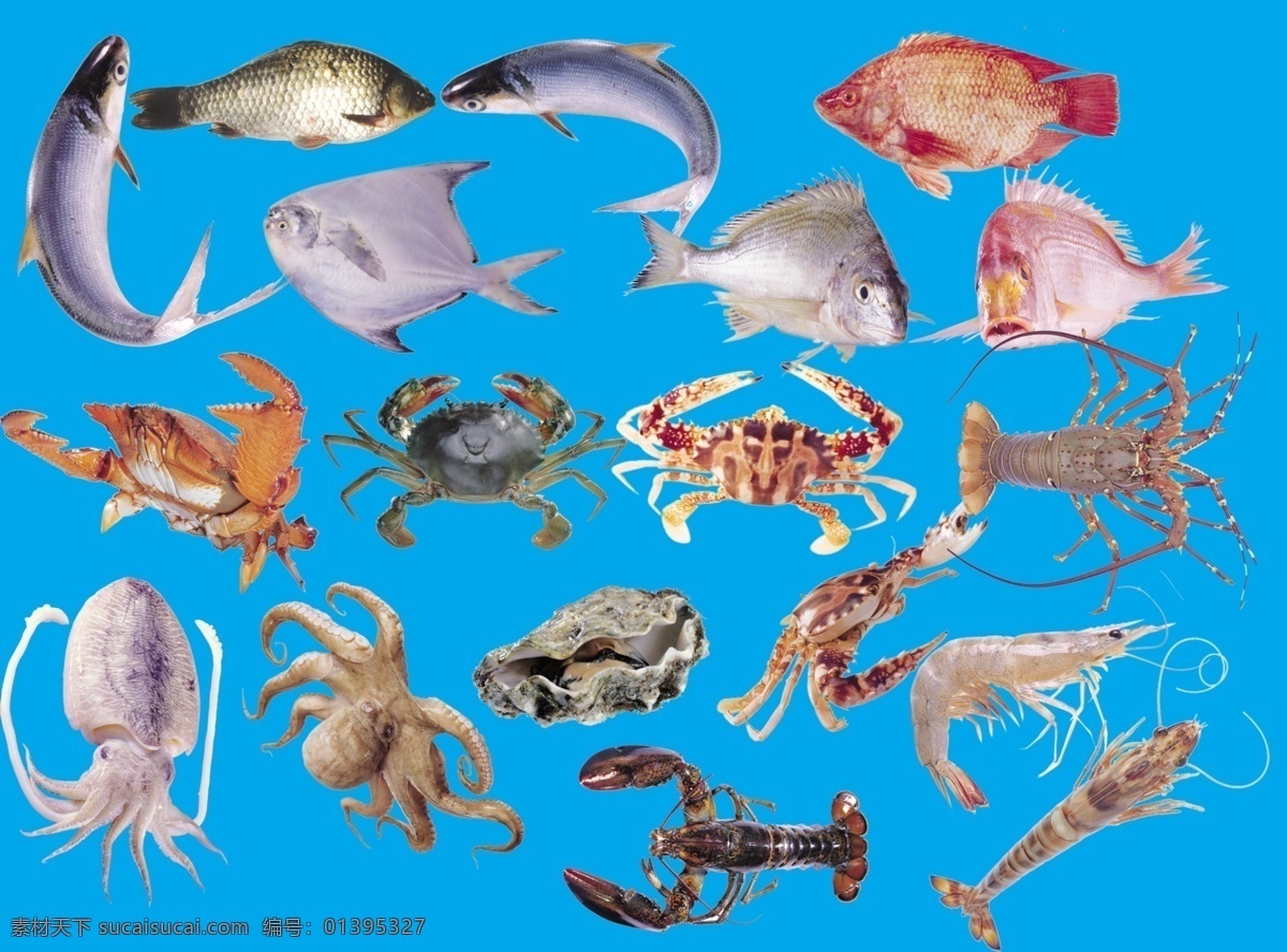 鱼类 虾类 螃蟹 乌贼 都是抠好的 鲤鱼 鲢鱼 龙虾 虾 鱼 海螺 分层 源文件库