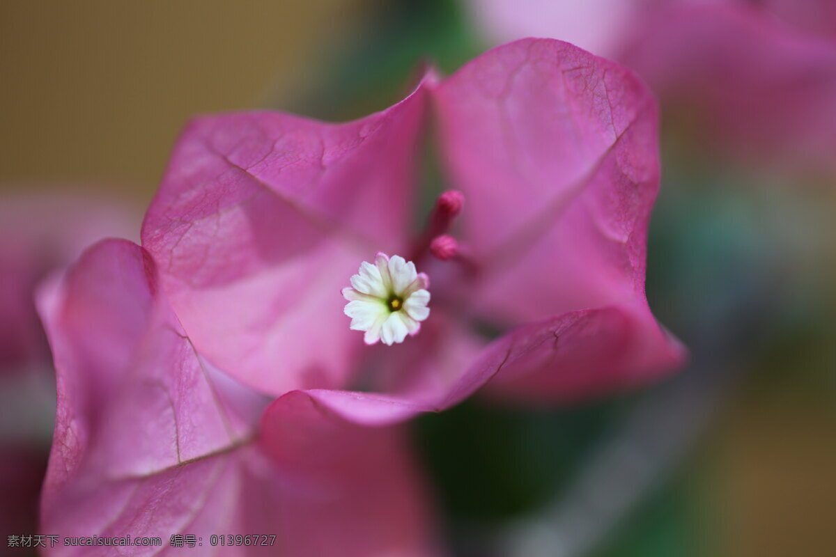 三角梅的花蕊