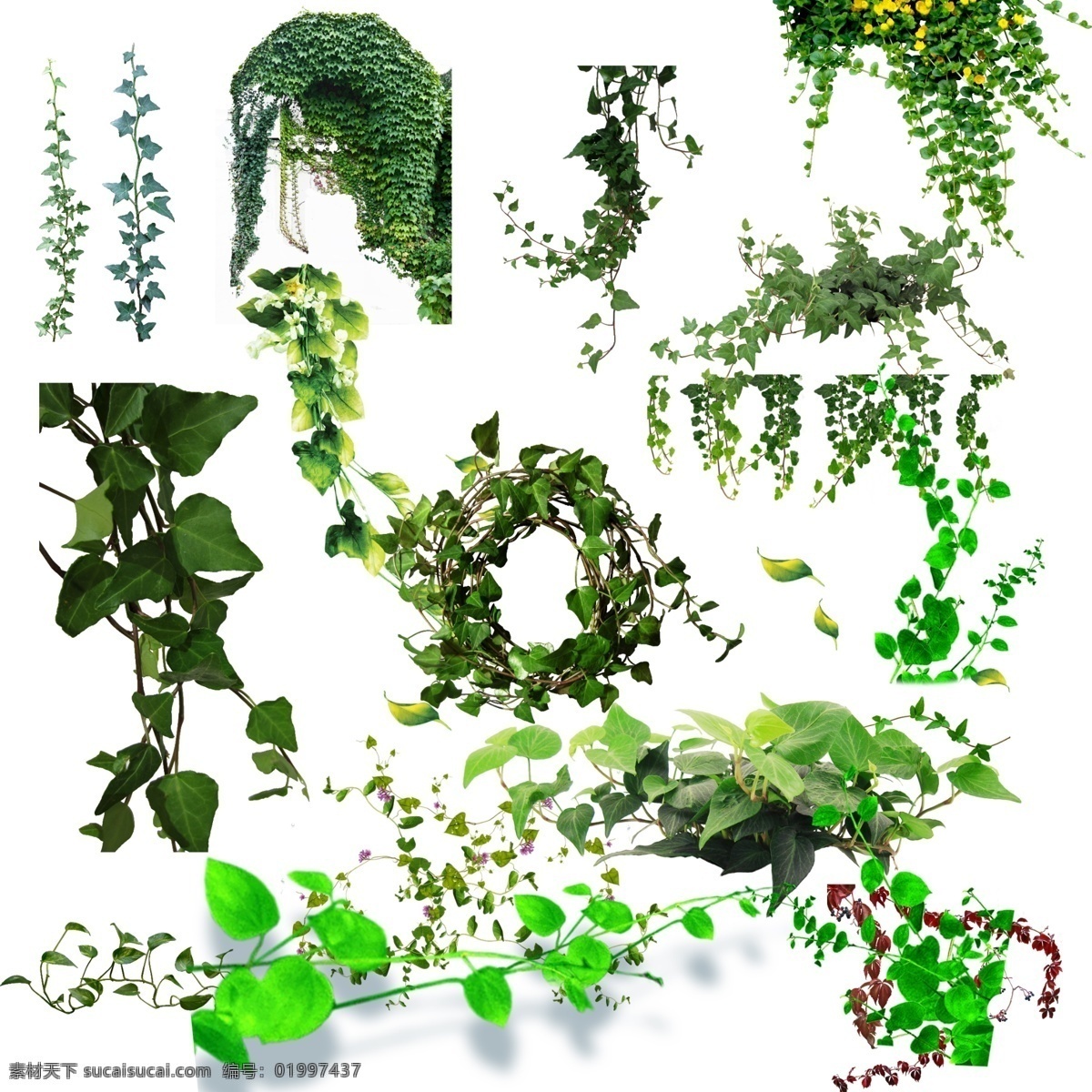 绿色蔓藤 分层 蔓藤素材 藤蔓 植物 绿色植物 高清蔓藤 绿色藤蔓 蔓藤分层素材 设计元素