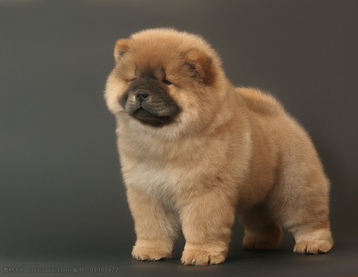 卡 爱 幼 崽 松狮 犬 高清 小狗图片 萌宠图片 松狮犬 松狮狗 宠物狗