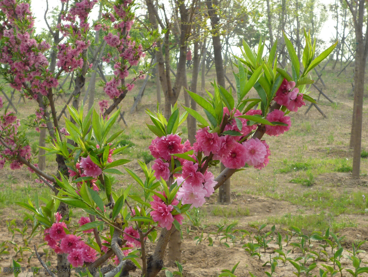 草地 春天 春天桃花 公园 花 花草 生物世界 桃花 树林 桃树 树叶 树干