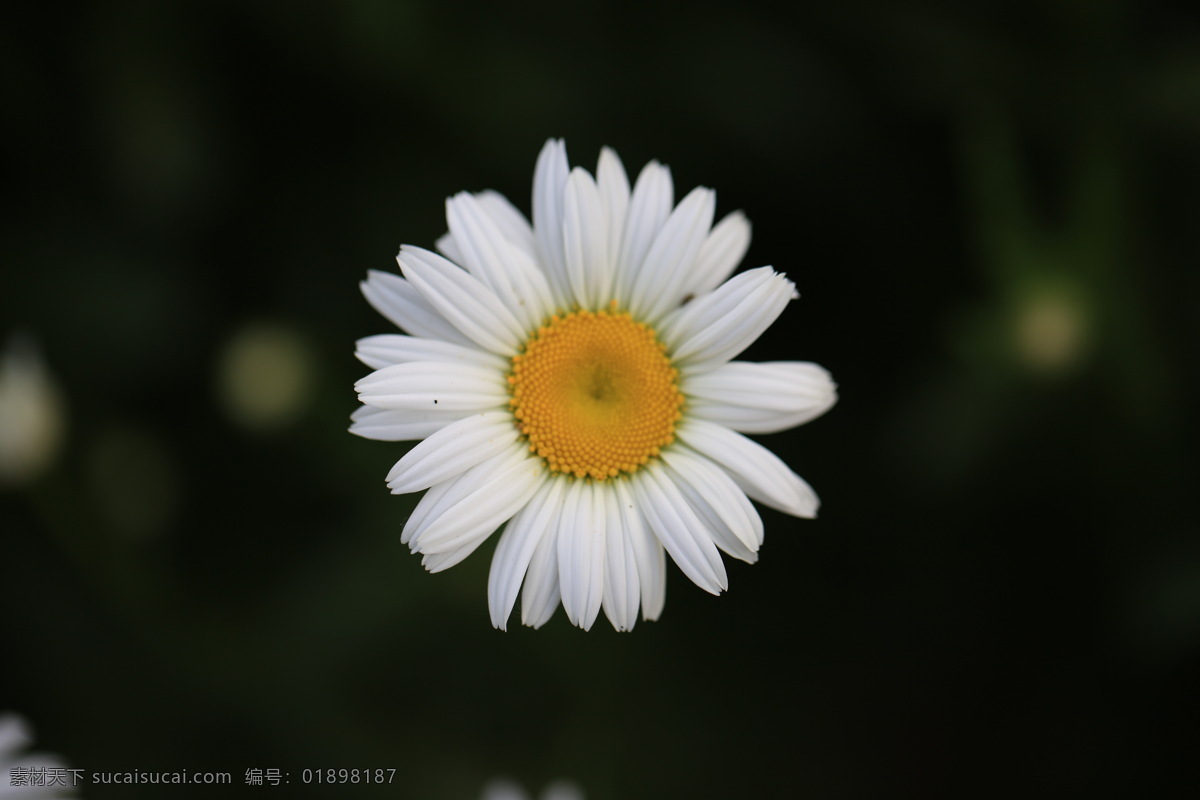 白菊 花叶 花蕾 花瓣 花心 花干 花草 生物世界