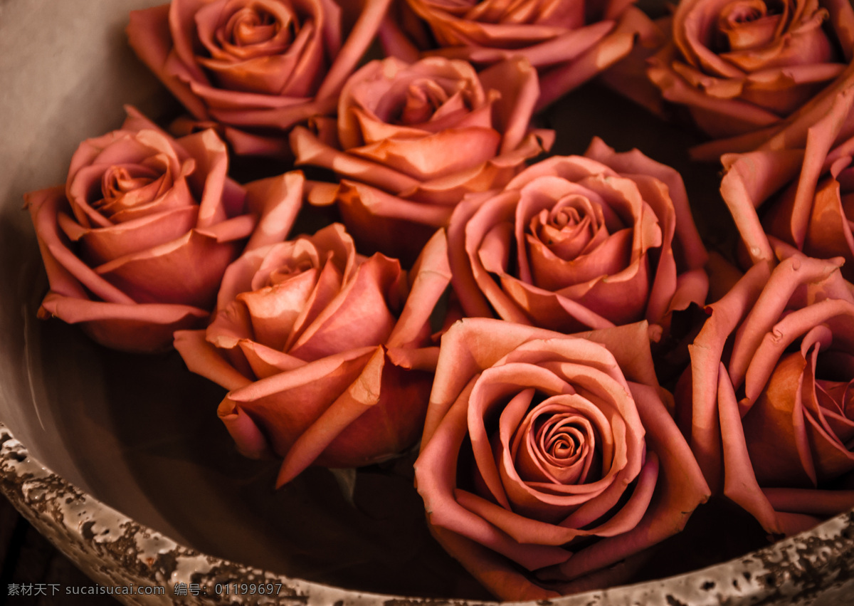 玫瑰花 鲜花 花朵 花卉 漂亮花朵 红玫瑰 鲜花背景 其他类别 生活百科