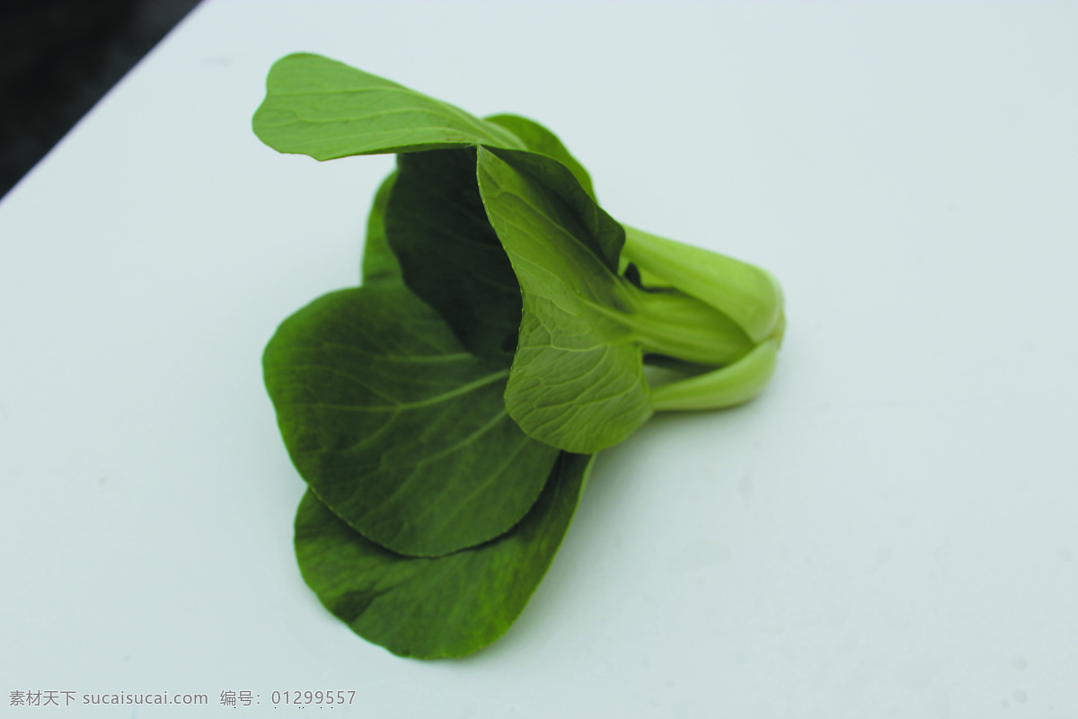 蔬菜 瓢耳白 瓢耳菜图片 瓢耳菜 蔬菜图片 绿色蔬菜 摄相机 高清 生物世界