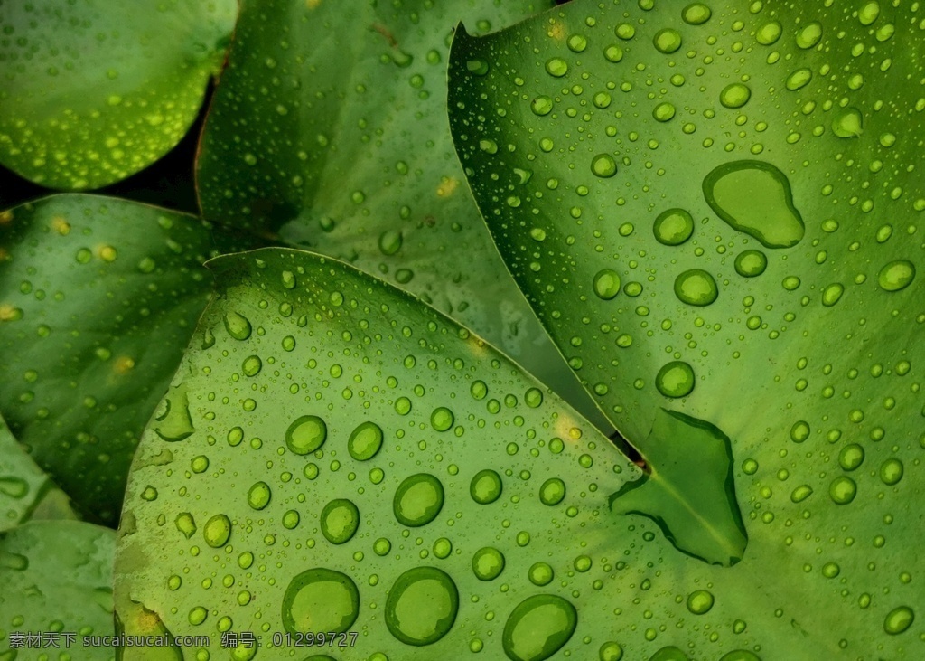 水滴图片 环保素材 叶片上的水珠 绿叶 水珠 环保 生物世界 树木树叶
