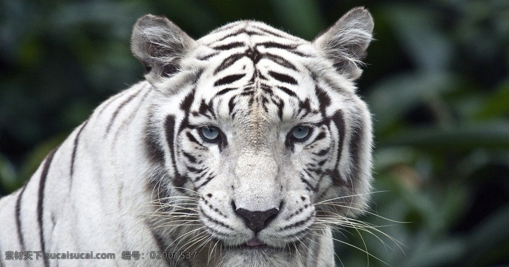 白虎 老虎 虎视眈眈 孟加拉虎 虎 虎头 野生动物 生物世界