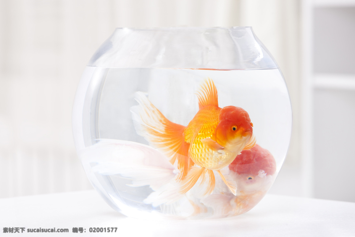 金鱼 鱼类 鱼缸 两只 嬉戏 黄色 生物世界