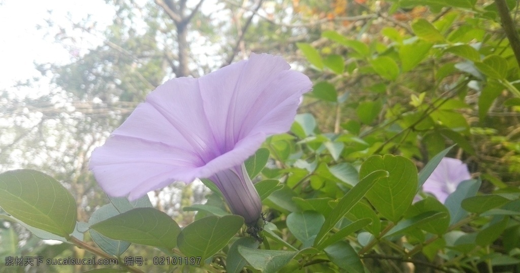 牵牛花 花 花卉 花朵 喇叭花 紫色花 粉色花 植物 生物世界 花草