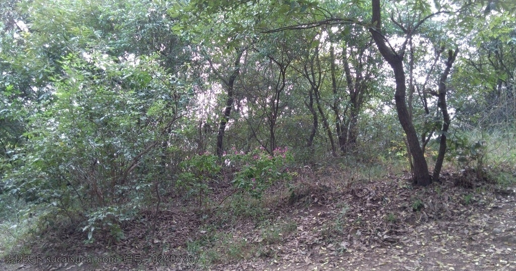 大山 山脉 山林树木 山林 树木 生物世界 树木树叶