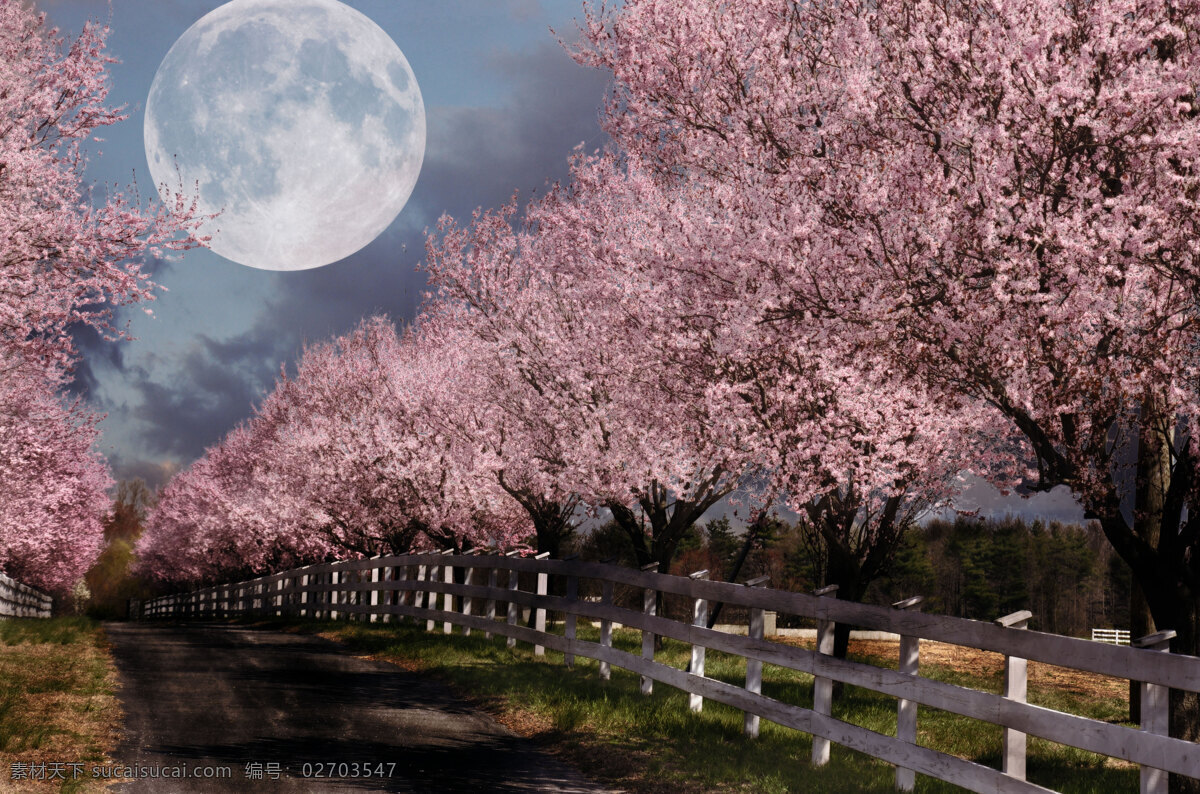路边的樱花树 风光图片设计 美丽景色 樱花树 小路 篱笆 月亮 月球 风景图片 美丽风景 风光图片 风光 专辑 自然风光 自然景观