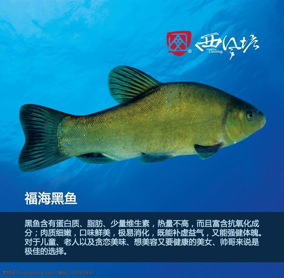 福海黑鱼 福海野生鱼 野生鱼 福海鱼 特色鱼 海鲜 鱼 鱼类 水族馆 点菜灯箱 鱼馆 鱼市 鱼种类 简介 介绍 海洋 海水 水族馆背景 水底 海底 海底世界 海洋世界