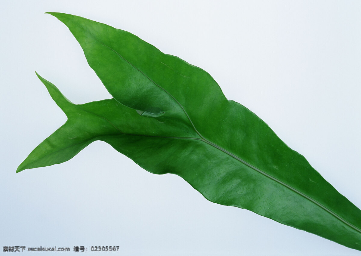 叶子 绿叶 树叶 嫩叶 植物 叶茎 绿植 树木树叶 生物世界