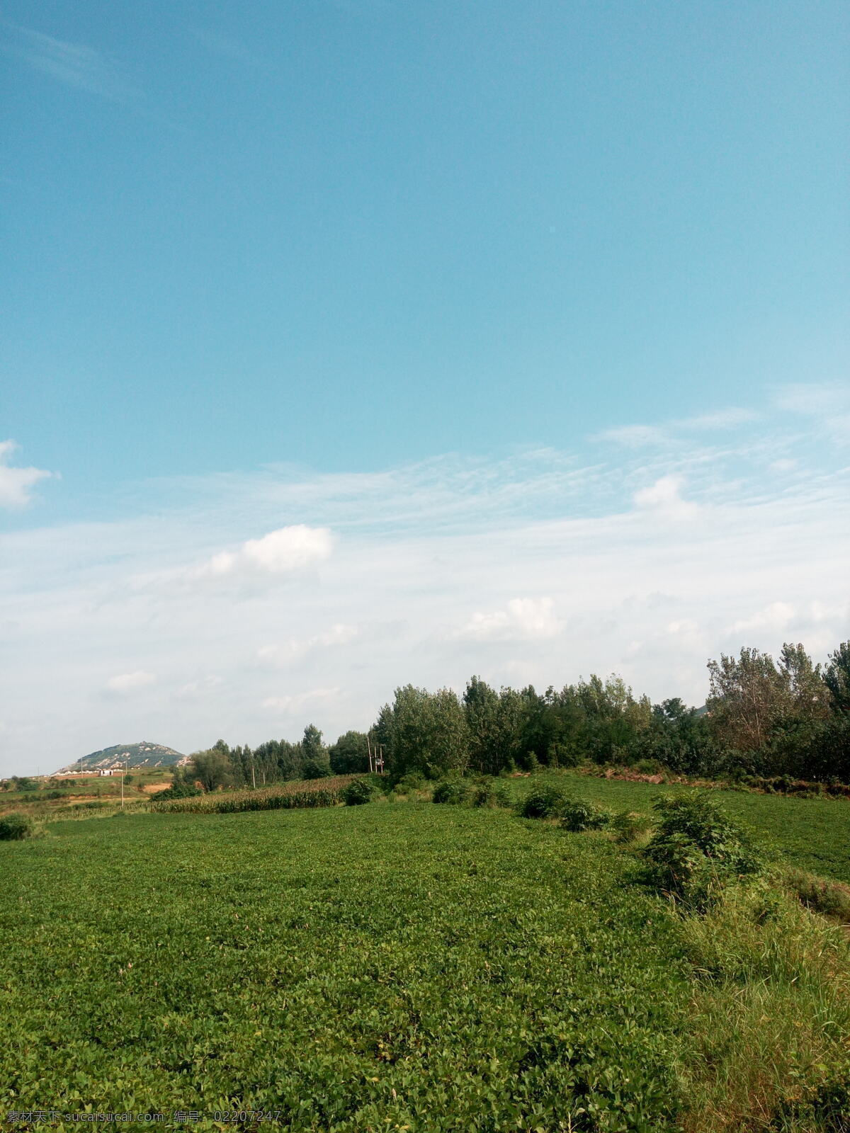 蓝天白云 蓝天白云草地 白云蓝天 草地 绿草地 风景拍摄 自然景观 农村 乡村 花生田 庄稼 农作物 花生地 经济作物 乡村风景 农田 农场 农业 土地 粮田 田园乡村 花生苗 山水风景