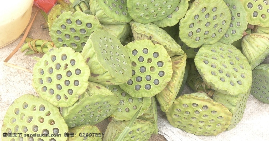 荷叶 露珠 荷塘 荷花 莲蓬 高清莲蓬 莲蓬特写 硕大 碧绿 莲房 莲子 莲实 莲 成熟果实 高清花卉 生物世界 花草