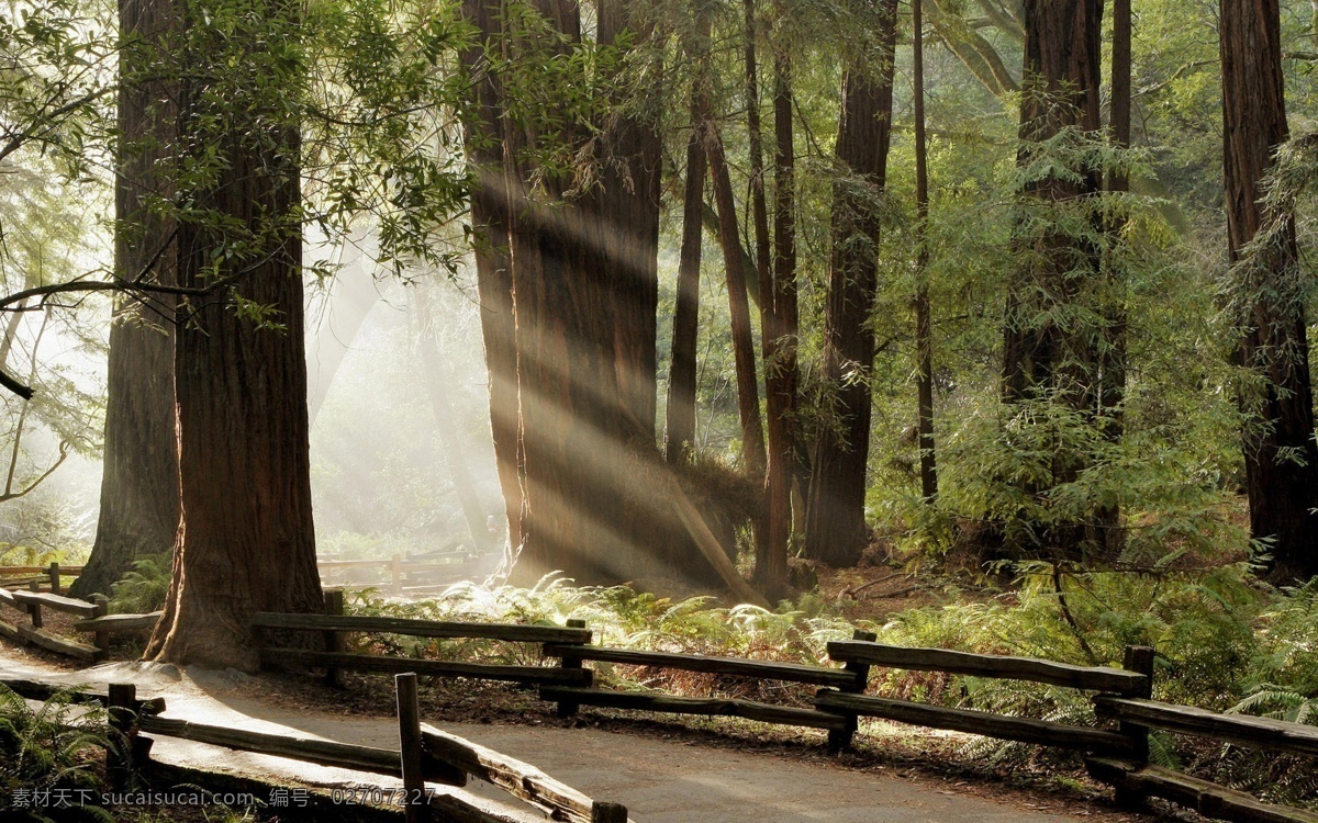 透过 阳光 树林 道路 透过阳光 树木 美景 山水风景 风景图片