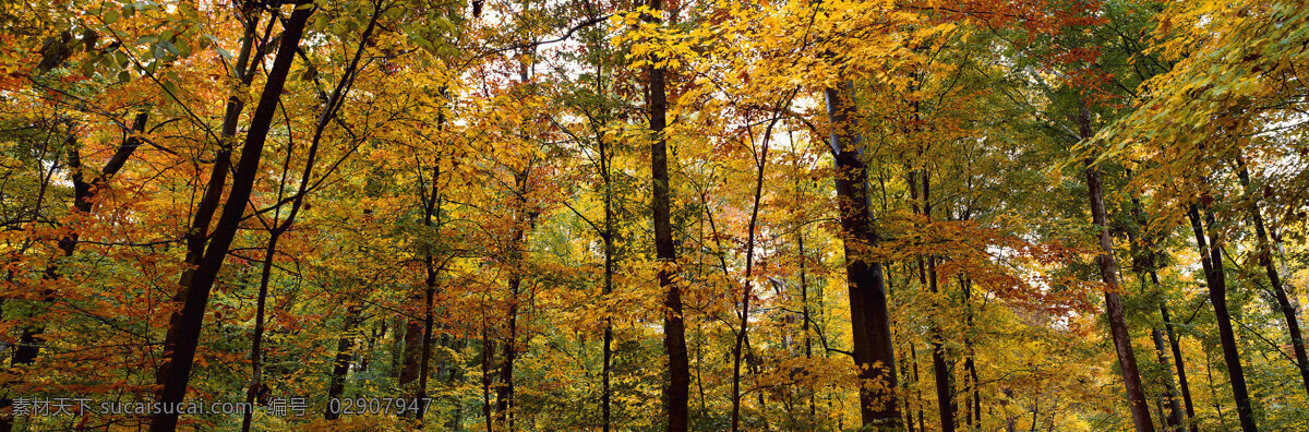 树木图片 风景 自然景观图片 高清树木图片 棕色