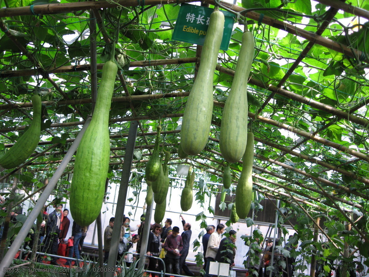 寿光 蔬菜 博览会 瓜 绿色 生物世界 菜瓜 藤本 特长 菜博会 风景 生活 旅游餐饮