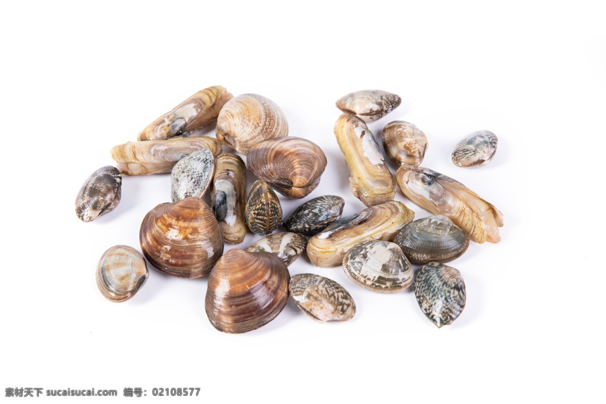 贝壳类海鲜 贝壳类 海鲜 贝类 贝壳 花甲 蛏子 生物世界 海洋生物