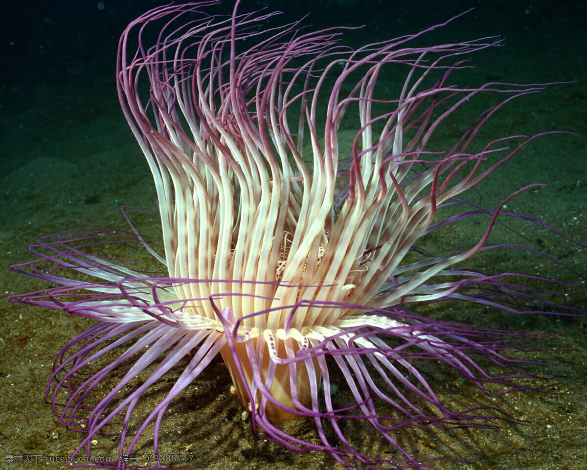 海洋生物 海底世界 海洋 礁石 生物世界 鱼 鱼类 珊蝴礁石 珊蝴 海底景色