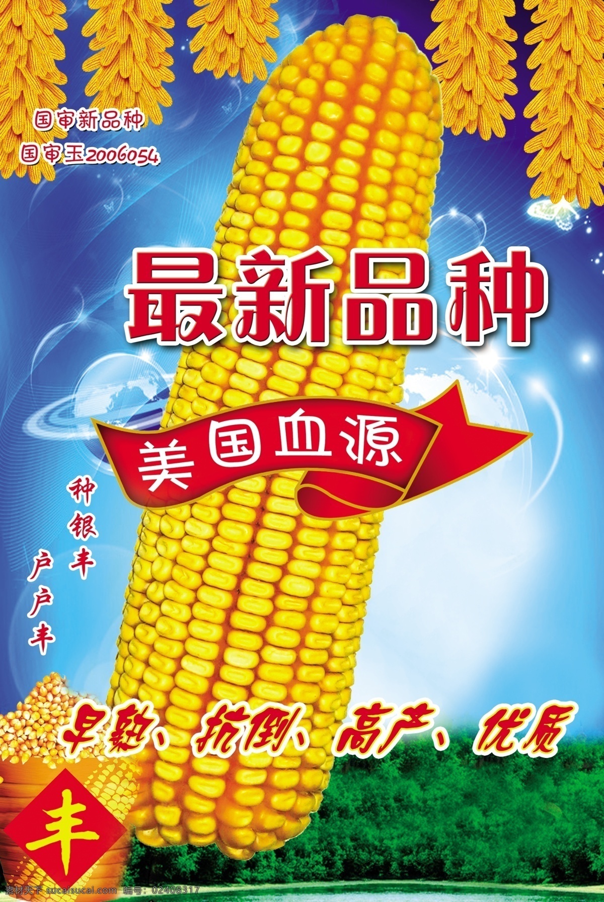 玉米画 最新品种 玉米 玉米海报 苞米 种子 丰收 玉米穗 psd分层 分层 源文件